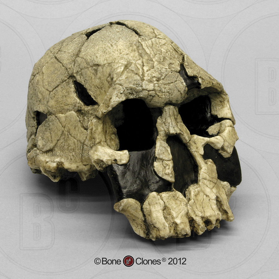 Schedelmodel Homo rudolfensis