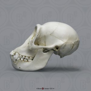 Schedelmodel Jonge Chimpansee