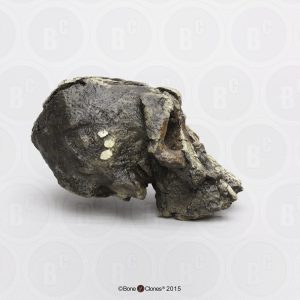 Schedelmodel Kenyanthropus platyops