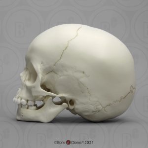 Schedelmodel Kind, 2 jaar