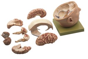 Schedelmodel met Hersenen