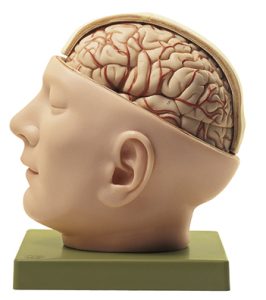 Schedelmodel met Hersenen