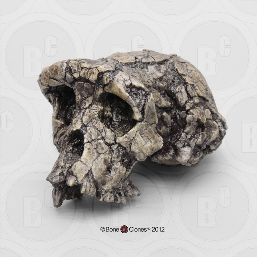 Schedelmodel Sahelanthropus tchadensis
