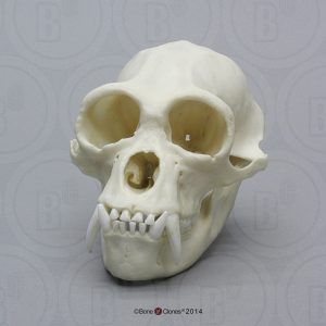 Schedelmodel Siamang