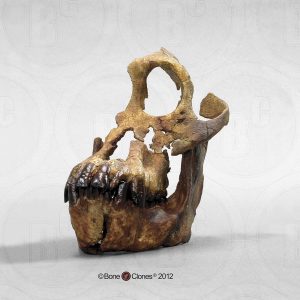 Schedelmodel Sivapithecus indicus