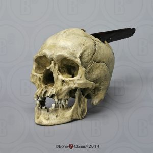 Schedelmodel Spaanse Conquistador
