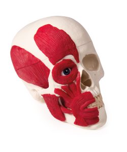 Schedelmodel met Spieren