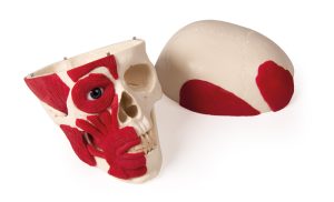 Schedelmodel met Spieren