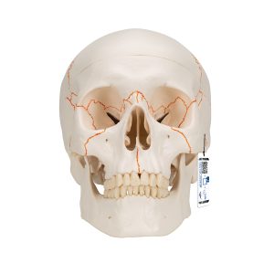 Schedelmodel met Suturen, 3-delig