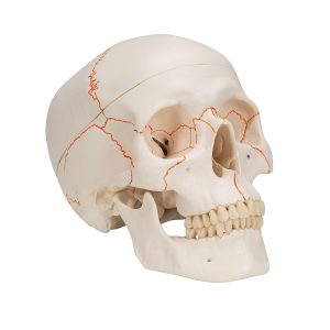 Schedelmodel met Suturen, 3-delig
