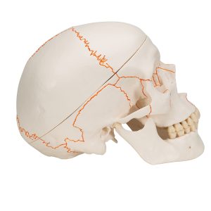 Schedelmodel met Suturen, 3-delig