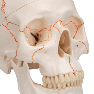 Schedelmodel met Suturen, 3-delig