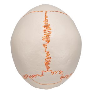 Schedelmodel met Suturen, 3-delig