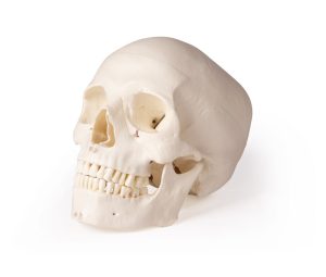 Schedelmodel voor Tandheelkunde en Kaakchirurgie, 4-delig
