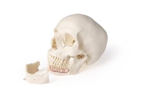 Schedelmodel voor Tandheelkunde en Kaakchirurgie, 4-delig
