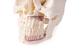 Schedelmodel voor Tandheelkunde en Kaakchirurgie, 4-delig