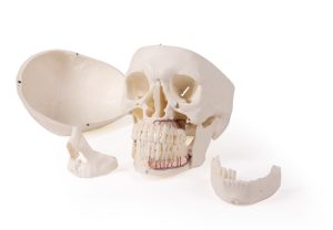 Schedelmodel voor Tandheelkunde en Kaakchirurgie, 4-delig
