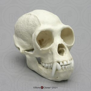 Schedelmodel Withandgibbon