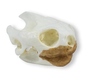 Schildpad Schedelmodel
