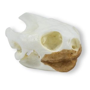 Schildpad Schedelmodel