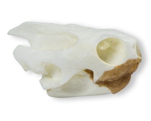 Schildpad Schedelmodel