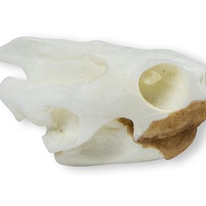 Schildpad Schedelmodel