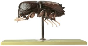 Schorskever Model