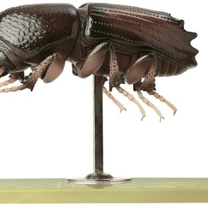 Schorskever Model