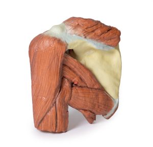 Schouder - Oppervlakkige spieren en axillaire/brachiale slagader, 3D Print