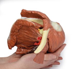 Schouder - Oppervlakkige spieren en axillaire/brachiale slagader, 3D Print