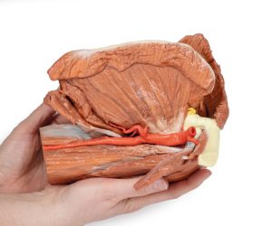Schouder - Oppervlakkige spieren en axillaire/brachiale slagader, 3D Print