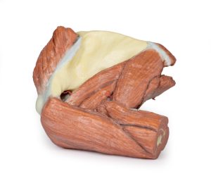Schouder - Oppervlakkige spieren en axillaire/brachiale slagader, 3D Print