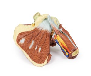 Schouder links, diepe dissectie, 3Dprint