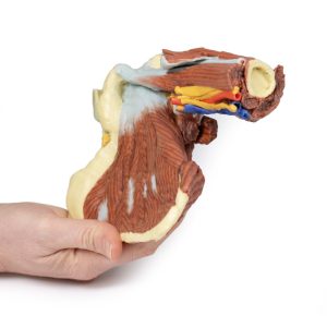 Schouder links, diepe dissectie, 3Dprint