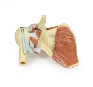 Schouder rechts, diepe dissectie, 3D Print