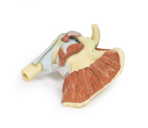 Schouder rechts, diepe dissectie, 3D Print