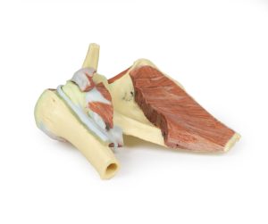 Schouder rechts, diepe dissectie, 3D Print