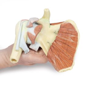 Schouder rechts, diepe dissectie, 3D Print