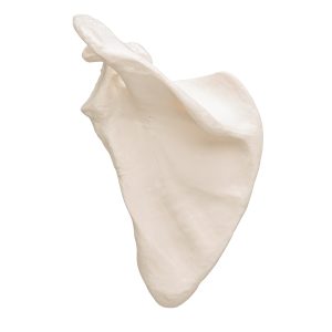 Schouderblad (Scapula) model