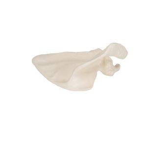 Schouderblad (Scapula) model