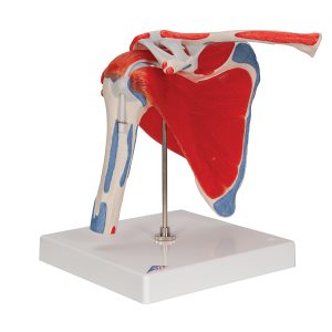 Schoudermodel met afneembare spieren