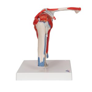Schoudermodel met afneembare spieren