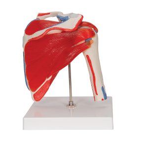 Schoudermodel met afneembare spieren