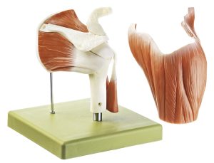 Schoudergewricht Model, 12-delig