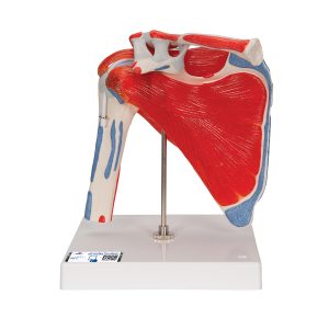 Schoudermodel met afneembare spieren
