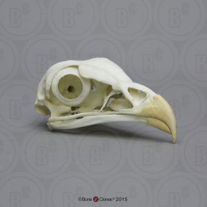 Secretarisvogel Schedelmodel