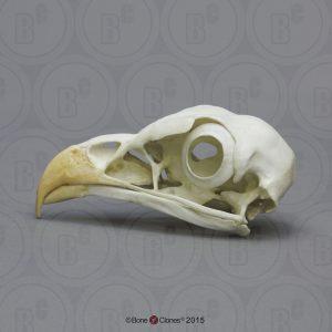 Secretarisvogel Schedelmodel