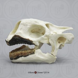 Seychellenreuzenschildpad Schedelmodel