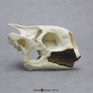 Seychellenreuzenschildpad Schedelmodel