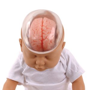 Shaken Baby Demonstratie Model